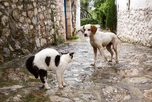 μάχες γάτας και σκύλου