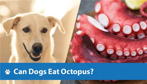 Maaari bang Kumain ng Octopus ang Mga Aso? Sinuri ng Vet Mga Katotohanan & FAQ