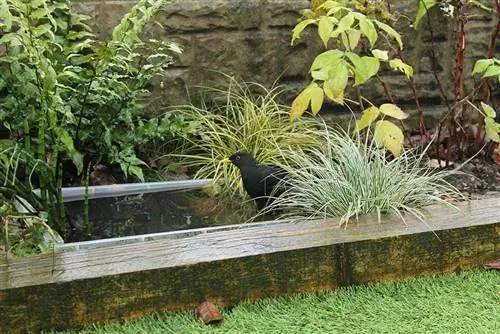 memandikan burung di kolam