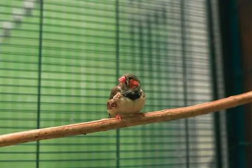 Warum blähen sich Vögel auf? 9 vom Tierarzt anerkannte Gründe