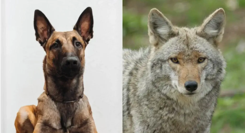 พ่อแม่พันธุ์ของ Belgian Malinois Coyote