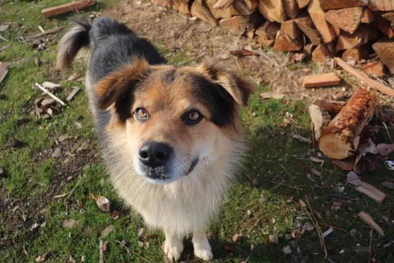 Cão pastor alemão Coyote Mix