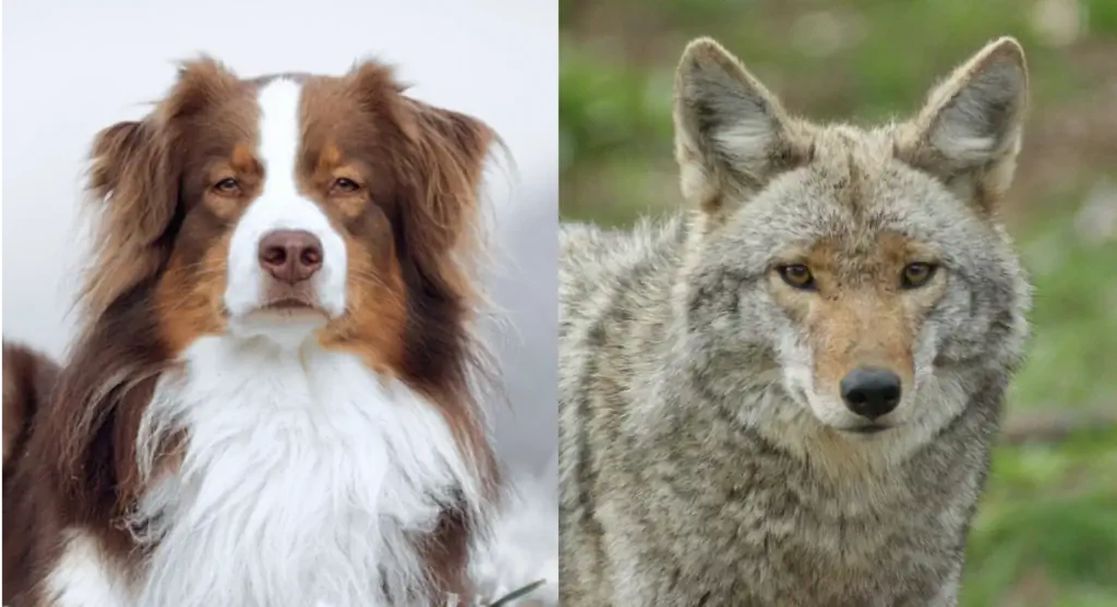 Raças progenitoras do Australian Shepherd Coyote