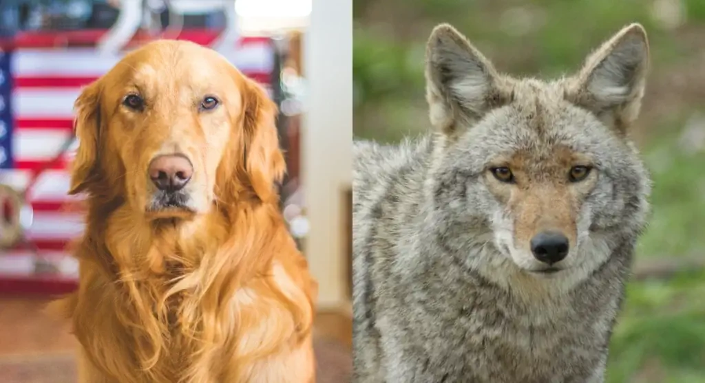 Induk membiakkan Golden Retriever Coyote