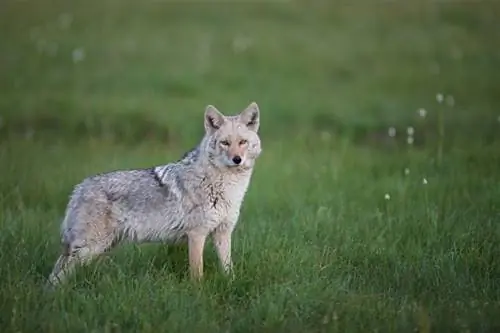 Coydog debout dans l'herbe