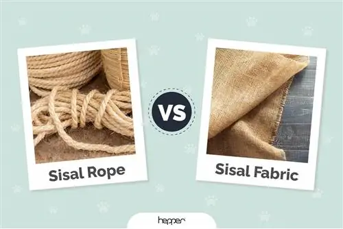 Sisal Rope vs. Sisal Fabric para sa Cat scratching Posts – May Pagkakaiba ba?