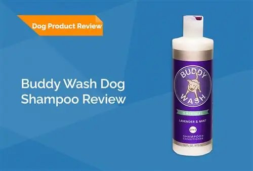 Buddy Wash Dog Shampoo Review 2023 - Pros, Cons & Kev Txiav Txim Zaum Kawg