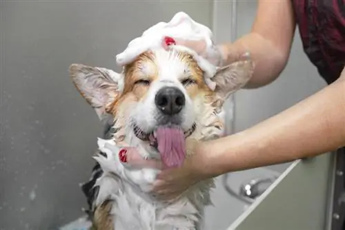 Un chien Welsh Corgi Pembroke prenant un bain avec du shampoing