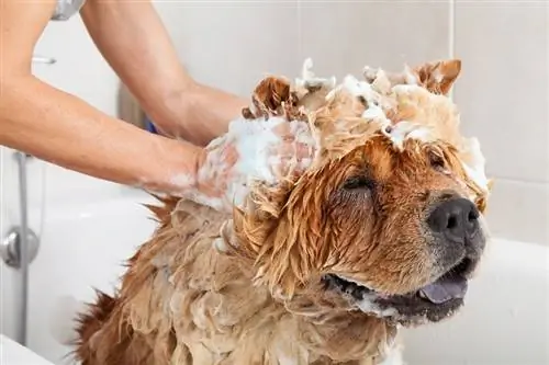 Bain moussant un adorable chien chow chow