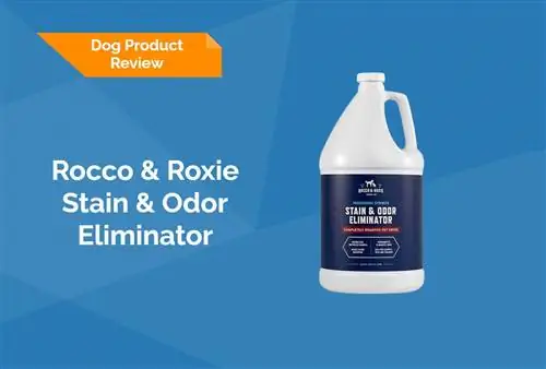 Rocco & Roxie Stain & Odour Eliminator Recenzja 2023 – Plusy, minusy, & Ostateczny werdykt