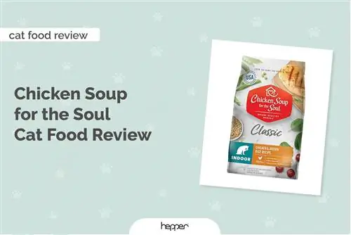 Chicken Soup For The Soul Cat Food Review 2023 - Pros, Cons & Kev Txiav Txim Zaum Kawg