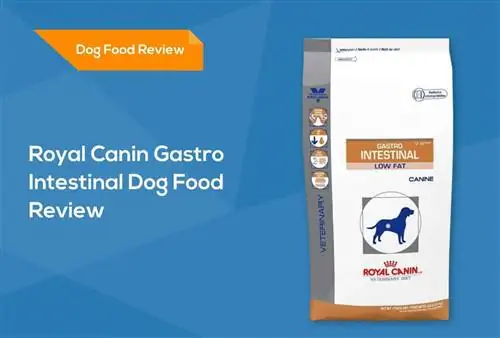 Royal Canin Veterinærdiæt Gastrointestinal fedtfattig hundefodergennemgang 2023: Tilbagekaldelser, fordele & Ulemper