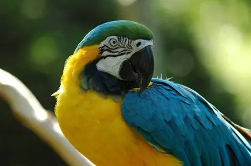 Macaw թռչուն