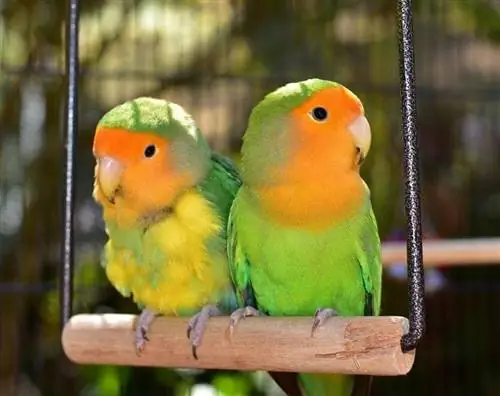 Lovebird Berwajah Persik