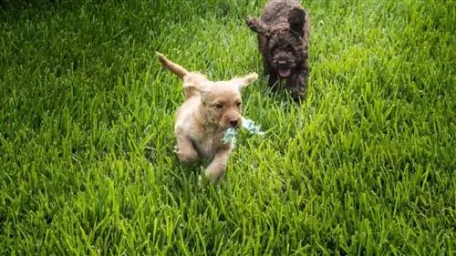 গোল্ডেন এবং চকোলেট অস্ট্রেলিয়ান Labradoodle কুকুরছানা_aukalou_shutterstock