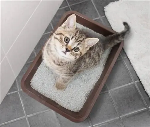 Cat hauv litter box