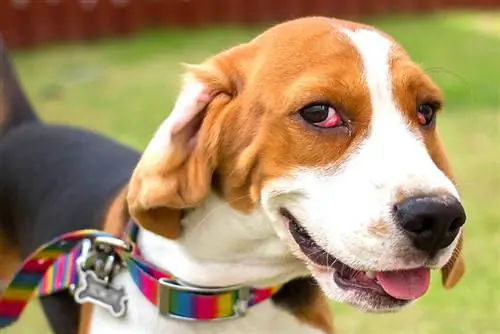 Beagle com olho de cereja em ambos os olhos