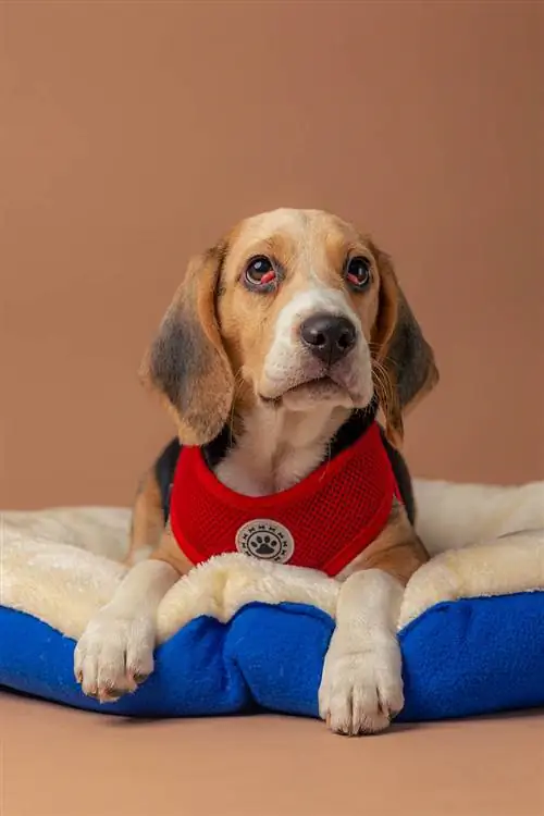 Beagle avec des yeux de cerise sur les deux yeux