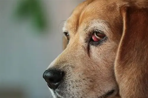 Syri i qershisë Beagle: Shenjat, Shkaqet & Kujdesi (Përgjigja e Veterinës)