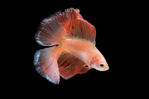 Double-Tail Halfmoon betta