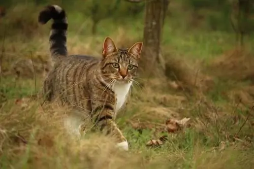 Gato andando entre grama alta