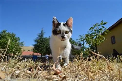 12 Sebab Kemungkinan Mengapa Kucing Anda Terus Mengejar Anda – Adakah Ia Memburu Anda?