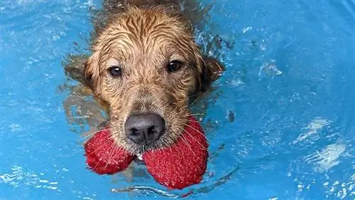 Envie d'aller à Doggy Paddle