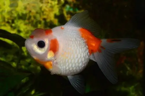 un poisson rouge qui devient blanc