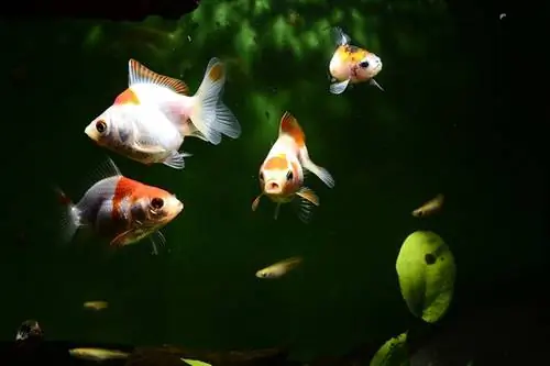 poissons rouges dans l'aquarium