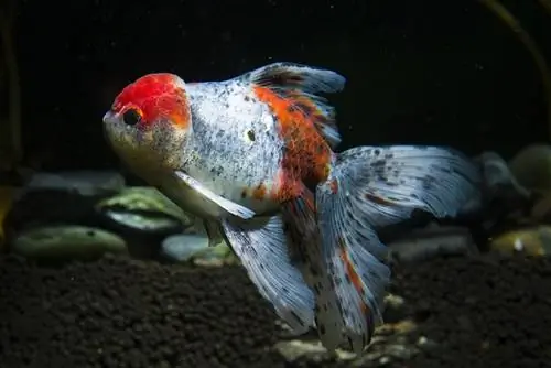 poisson rouge devenant blanc