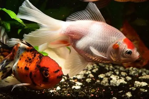 les poissons rouges dans l'aquarium deviennent blancs