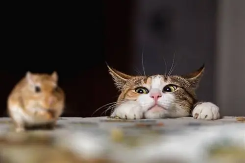 Joli chat roux jouant avec une petite souris gerbille sur la table