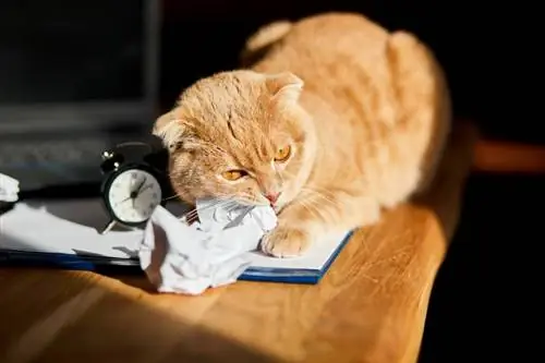 Pourquoi les chats aiment-ils les choses qui craquent ? 6 raisons probables