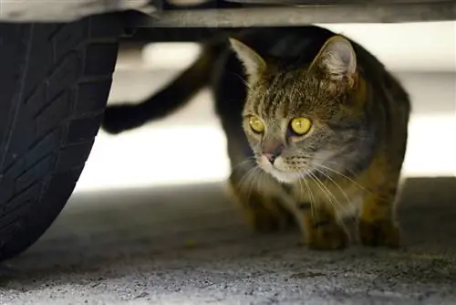 Kucing domestik - di bawah kereta