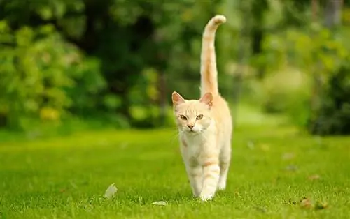 Gato gracioso andando na grama verde