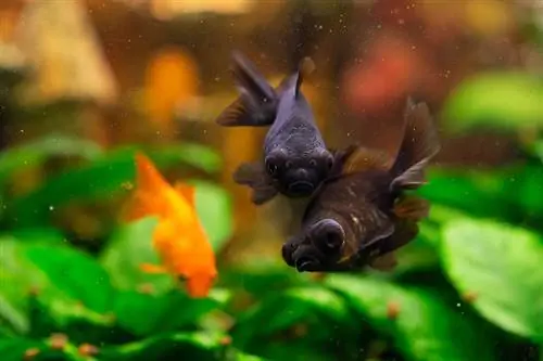 un par de peces dorados moros negros en un tanque