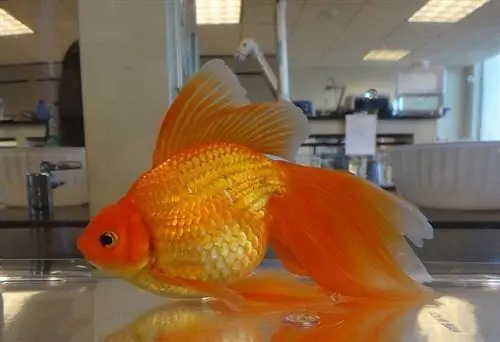 Veiltail Goldfish