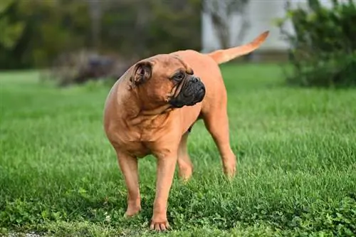 chien bullmastiff brun sur l'herbe