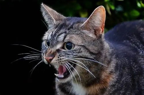 un chat maquereau tigré qui siffle