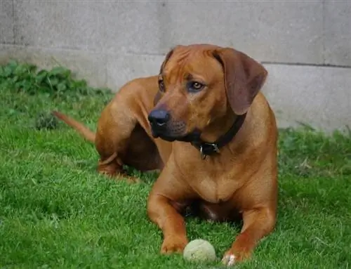 Rhodesian Ridgebacks jugando una pelota de tenis