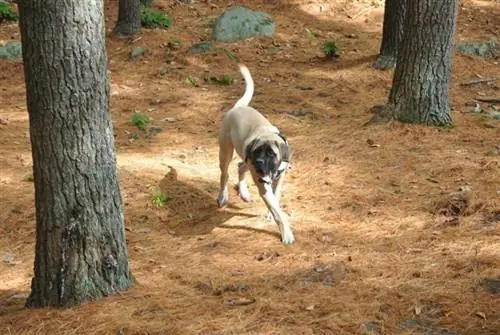 engelsk mastiff