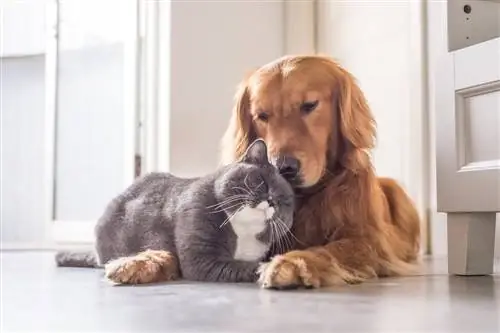 cachorro e gato abraçando