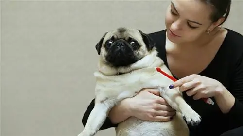 cepillo de dientes pug dientes