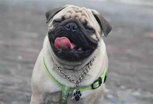 Cómo cuidar los dientes de un Pug: 8 consejos aprobados por veterinarios