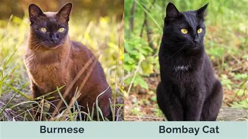 Բիրմայական vs Bombay Cat կողք կողքի