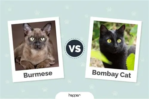 Burmese vs Bombay Cat : les principales différences (avec photos)