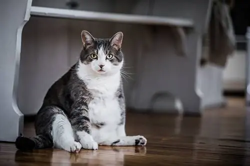 National Pet Obesity Awareness Day 2023: När är det & Hur firas det?