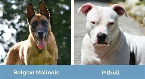 Belgialainen Malinois vs Pitbull vierekkäin