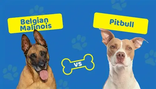 Malinois belge contre Pitbull : les principales différences (avec photos)