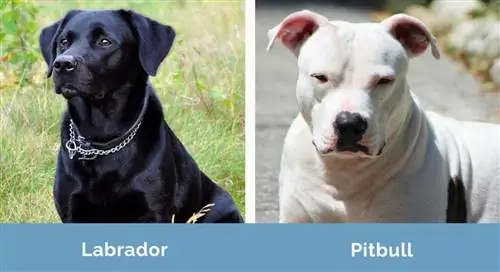 Labrador versus Pitbull zij aan zij